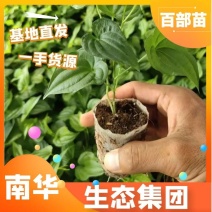 【热卖中】红花百部苗，高产快速，包技术包回收