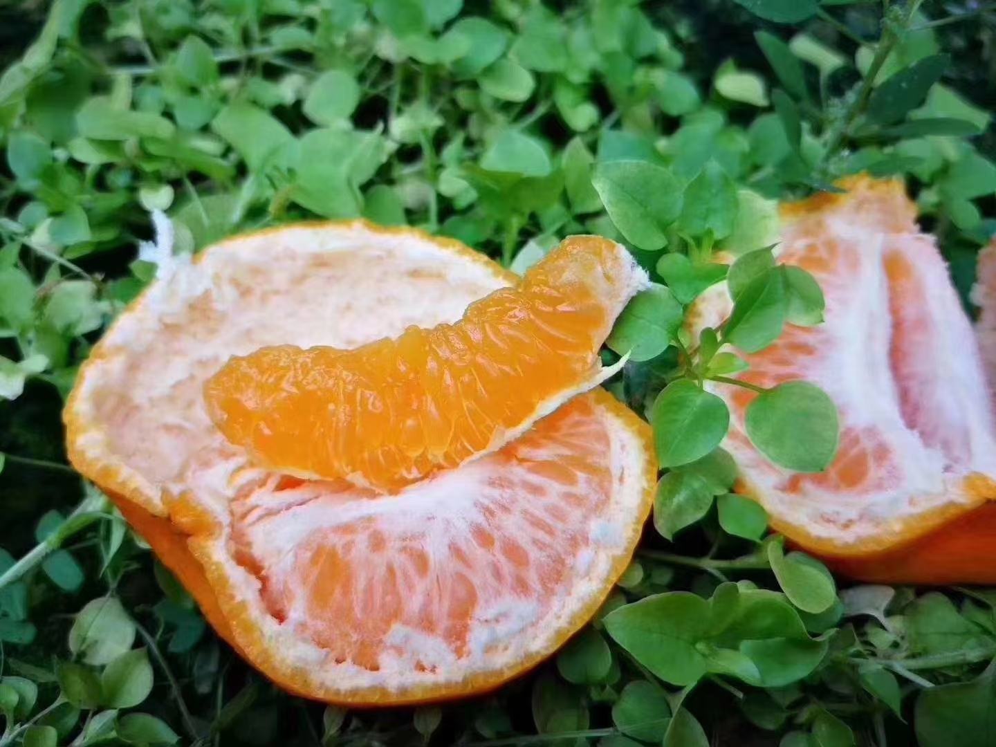 小青柑与蜜橘对比图