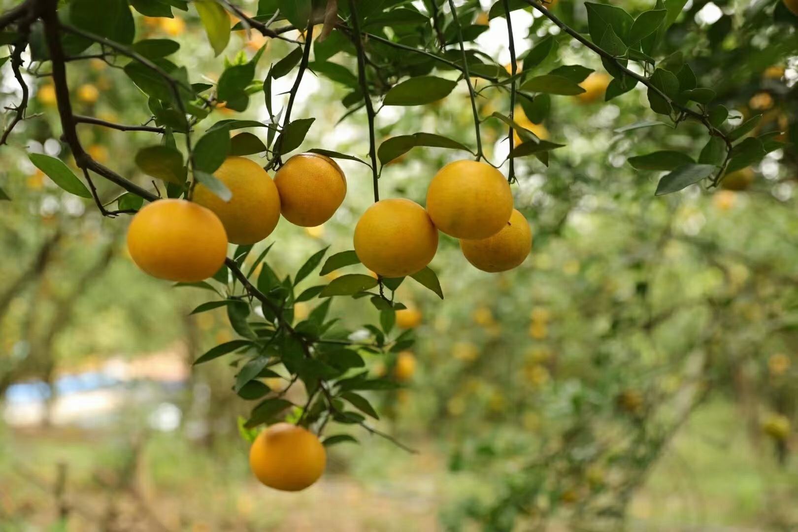 皇帝柑与普通橘子对比图