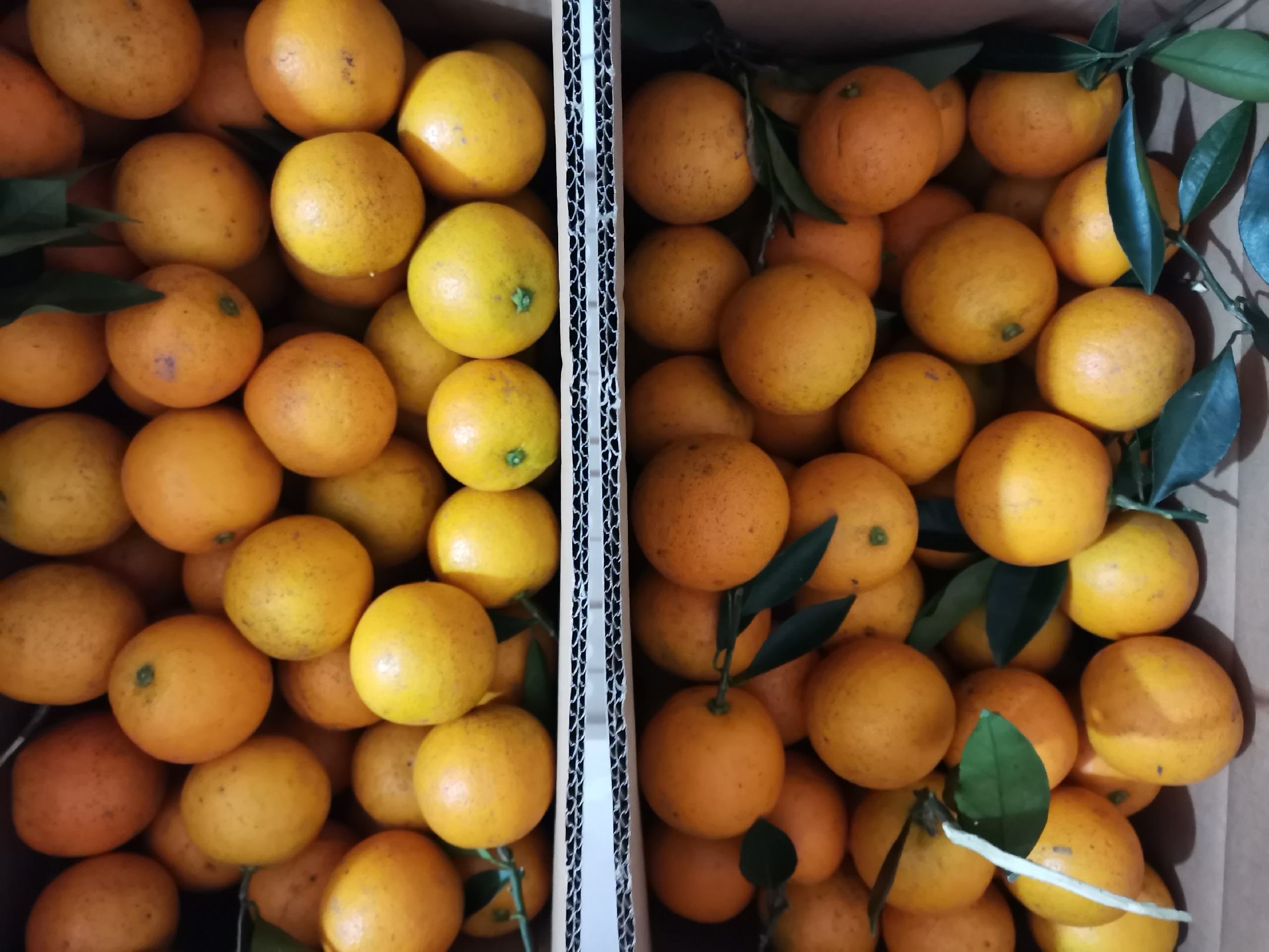 左侧为礼盒装冰糖橙,采用红色硬壳纸箱,每果独立网套,标签标注产地与等级;右侧为透明塑料托盘装果冻橙,覆以保鲜膜,突出果色通透感,附二维码溯源信息 冰糖橙与果冻橙市场包装对比图