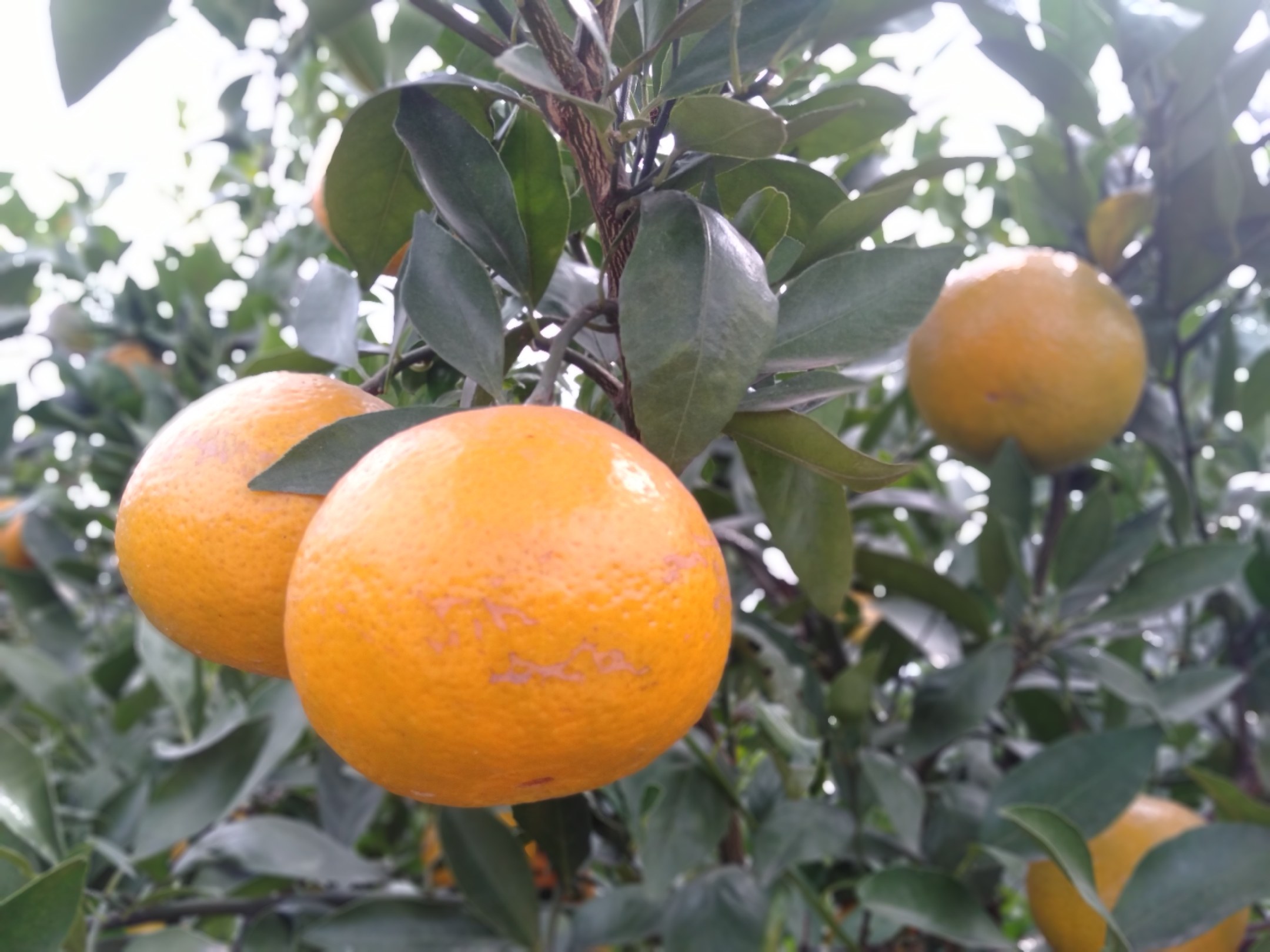 贵妃柑树挂满果实的果园全景