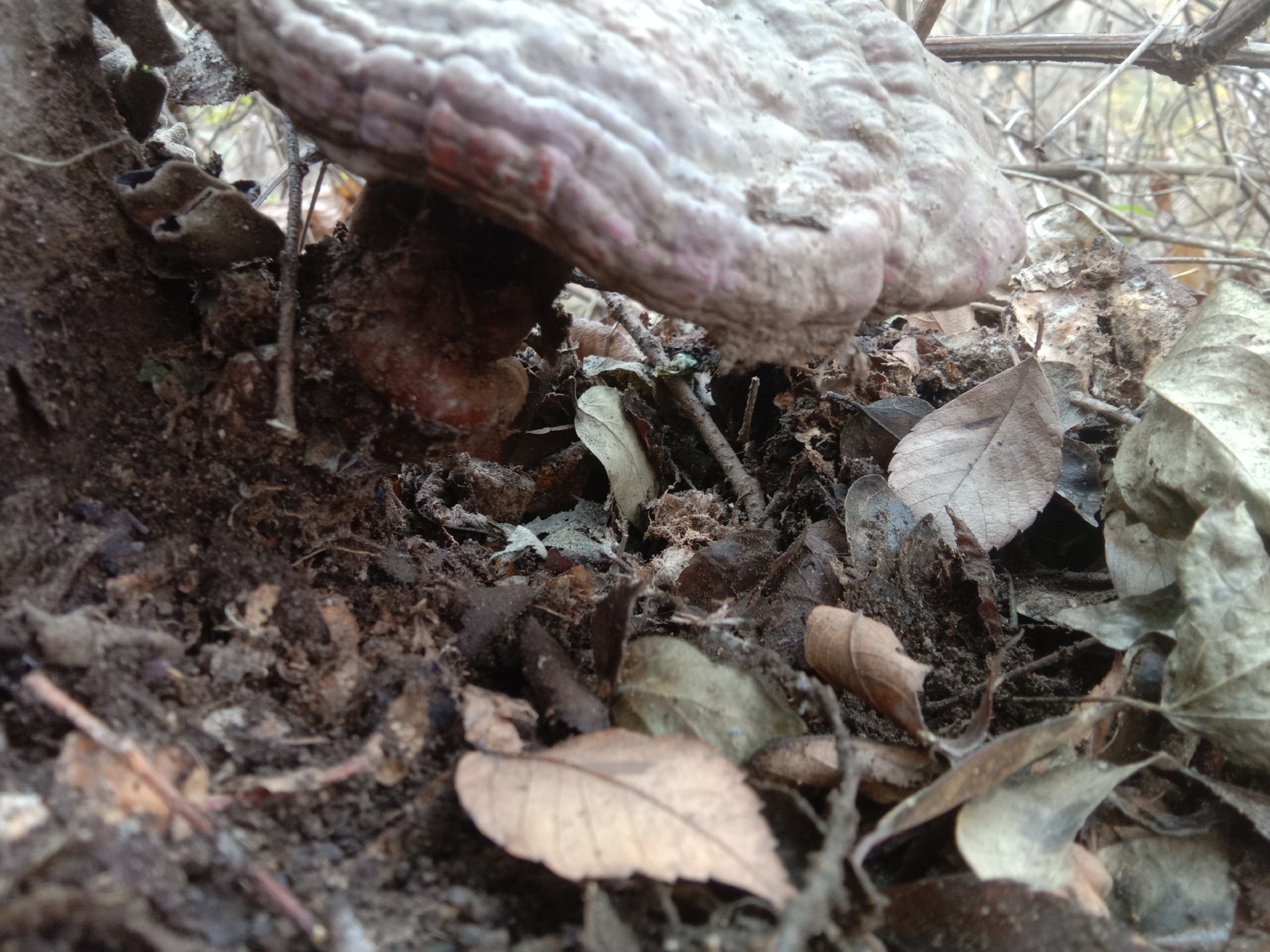 一株成熟的灵芝从森林中一根腐烂的硬木树干侧面生长出来,菌盖呈红褐色,表面光滑有光泽,周围环境湿润,覆盖着苔藓和落叶,显示典型的林下木质寄生环境 灵芝生长在腐烂的树干上