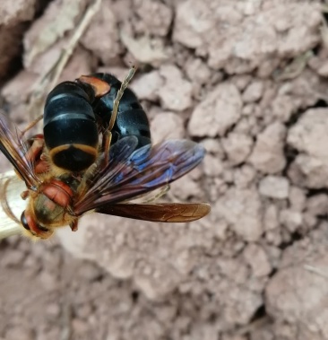 黄脚七里红娘胡蜂蜂王