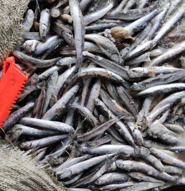 饲料鱼鳀鱼老雁食出水烂养大闸蟹喂黑鱼喂螃蟹