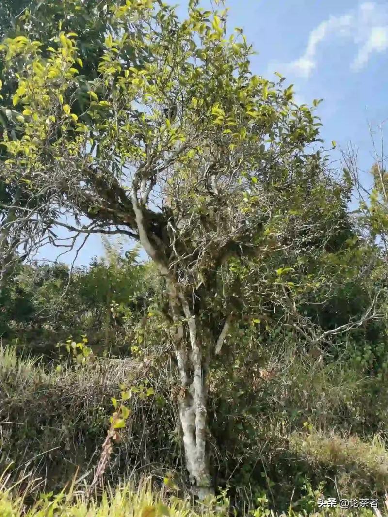 临沧白莺山古树茶特点图片