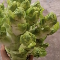 五百亩儿菜今日开园要的朋友赶紧哦