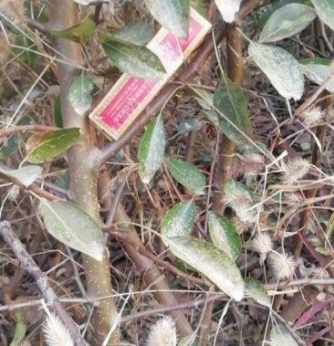 大量供应1—3年的丑梨苗