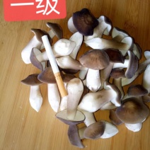 卖白皮鸡枞菌，胜过卖黑皮鸡枞菌，瞧一瞧看一看，即将上市！