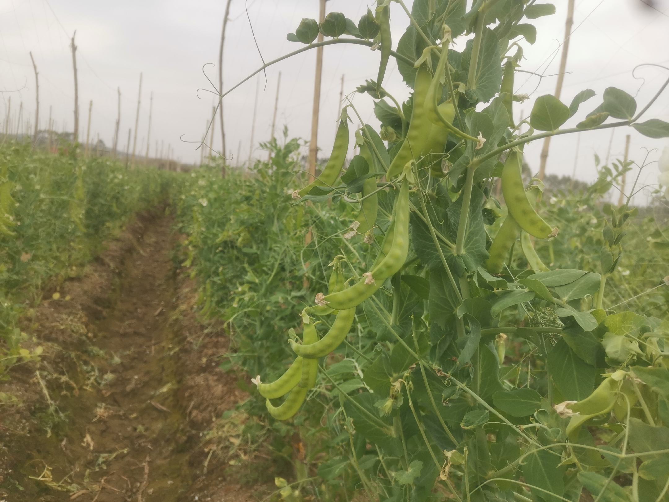 展示秋季种植的荷兰豆田间整体长势,植株整齐,已进入开花末期或初结荚阶段,背景为江南丘陵地貌,有轻微晨雾,反映适宜的温湿度环境 秋季荷兰豆田间长势图