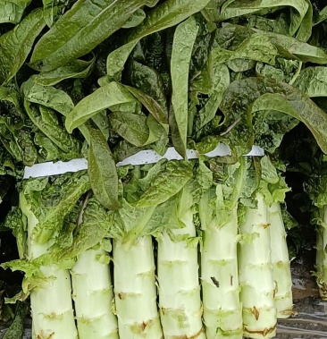 精品红叶莴苣大量上市