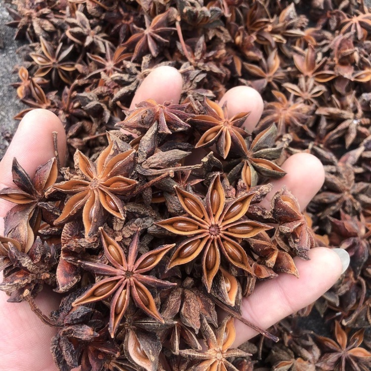 包邮★批发大红八角秋果干枝八角全干无硫大料大茴香无碎片