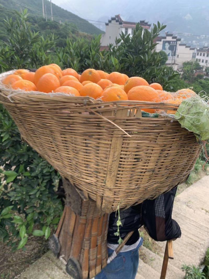 [长虹脐橙批发]湖北宜昌秭归县橙子 0.70元/斤秭归长虹脐橙, _ 一亩田