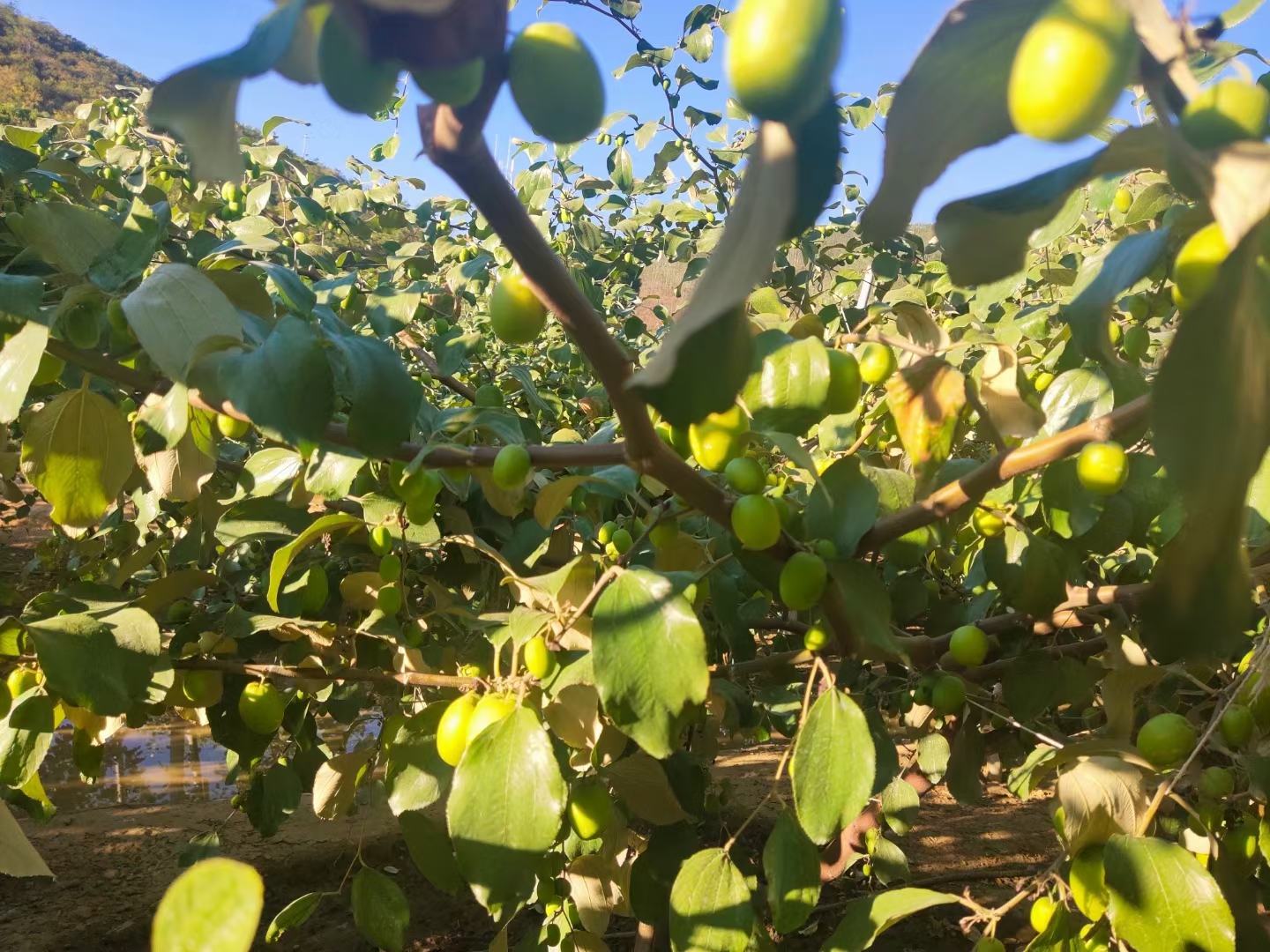 云南青枣种植基地,展示热带气候下的青枣果园,果实挂满枝头 云南青枣种植基地