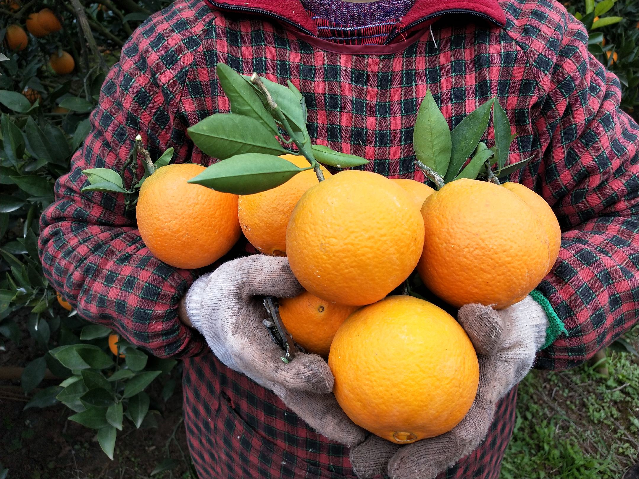 果农在果园中采摘金堂脐橙的场景