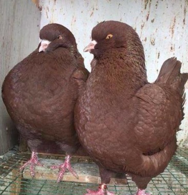 纯种元宝鸽子活体一对特大公斤肉鸽观赏元宝种鸽成年二斤左右