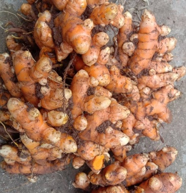 四川野生姜黄新鲜小黄姜药用姜产后调节月子姜姜黄种子可种植