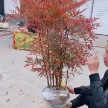 南天竹；自家种植、产地直销，价格合理，质量有保证……