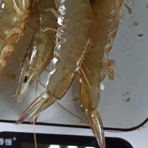 【精品】对虾活虾基围虾白虾大虾南美白对虾