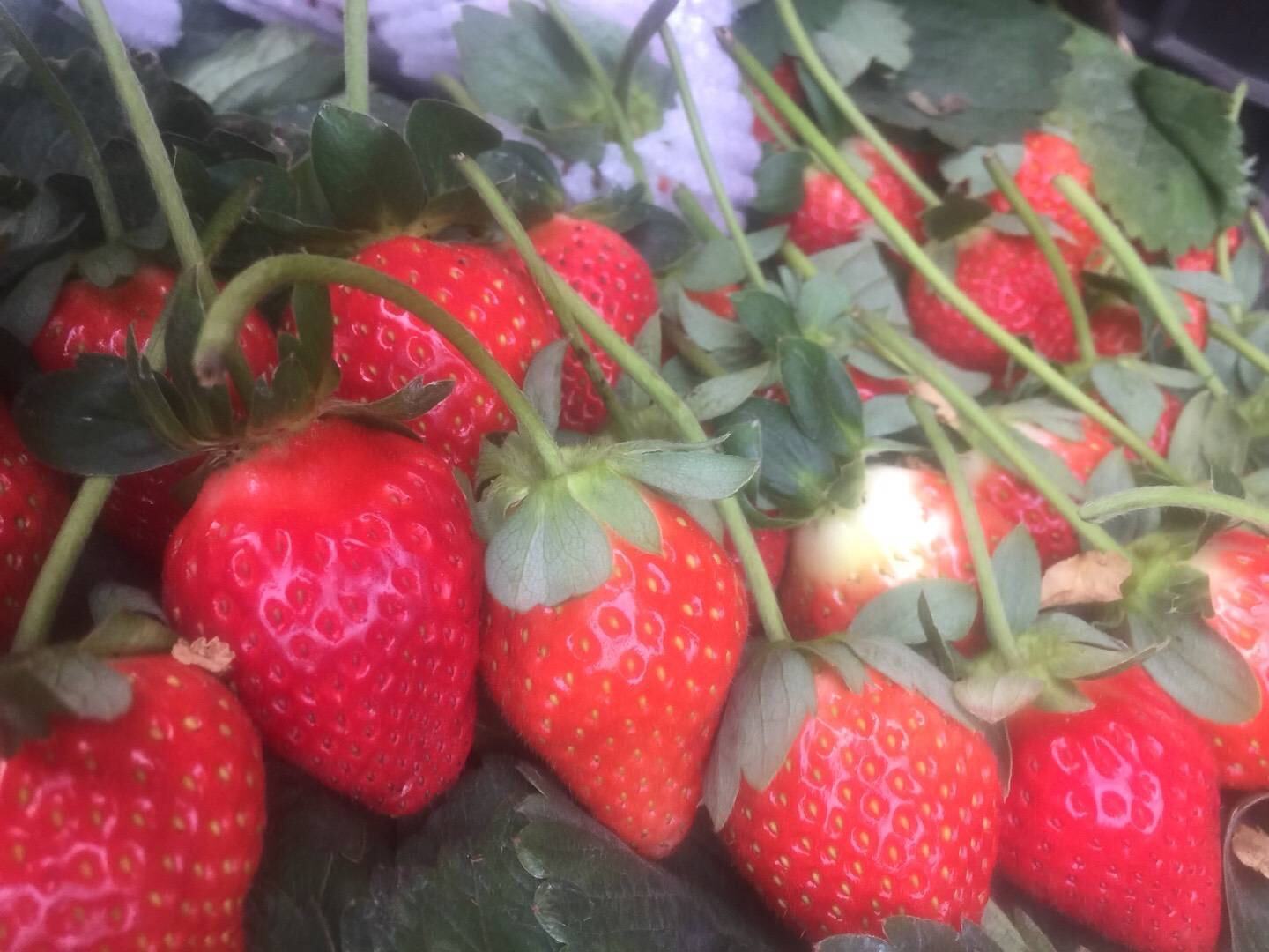 奶油草莓特写镜头