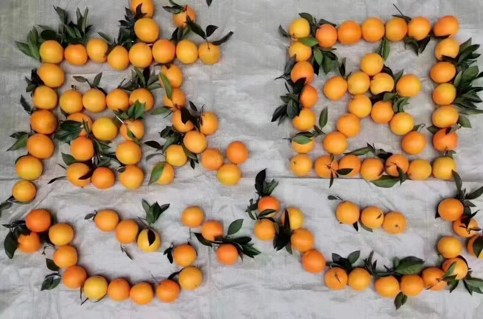 冰糖橙NFC橙汁配料表示例