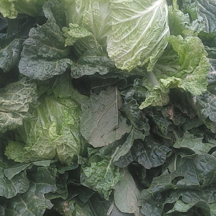[白菜批发]抱头大白菜大量上市了,毛棵,净菜都有.