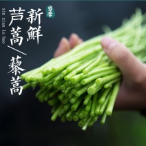 芦蒿宿迁现摘现发新鲜芦蒿