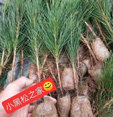 黑松苗黑松树苗黑松苗黑松小苗裸根苗黑松