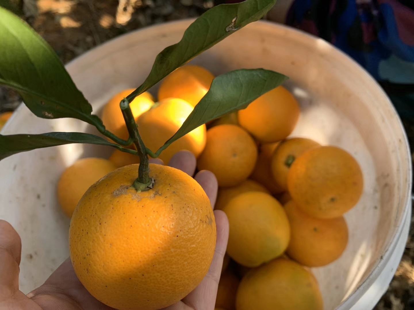 新鲜采摘的冰糖橙特写堆叠图