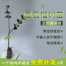 番石榴苗，嫁接苗，泥球苗高度50公分起苗