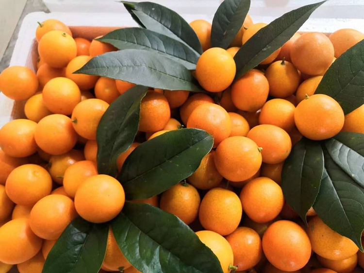 金桔茶饮与果皮特写