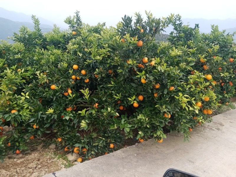 [奉节脐橙批发]重庆奉节县橙子 2.