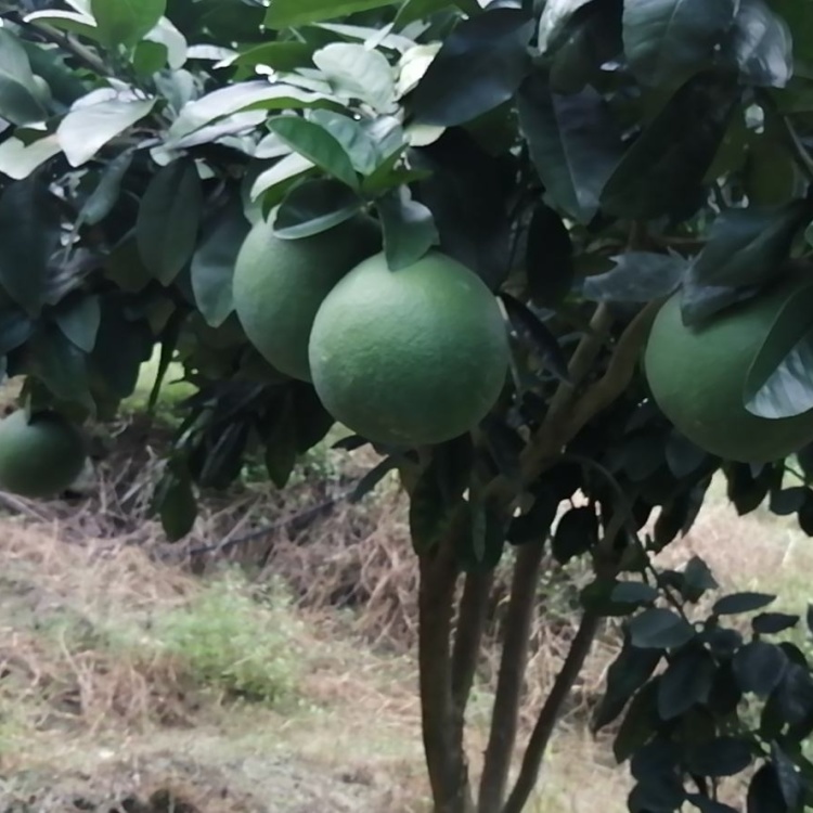 [柚子苗批发]新品种柚子类越南青柚苗 产地直销 量大价优 欢迎电话