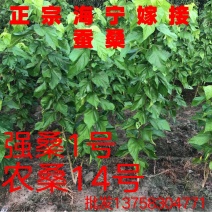 桑树，农桑14号叶子非常大，养蚕非常好的品种