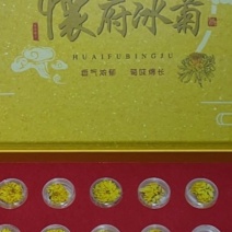 怀庆府特产，怀府冰菊