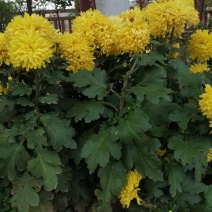 【产地直供】烘干过的菊花，花茶黄菊茶