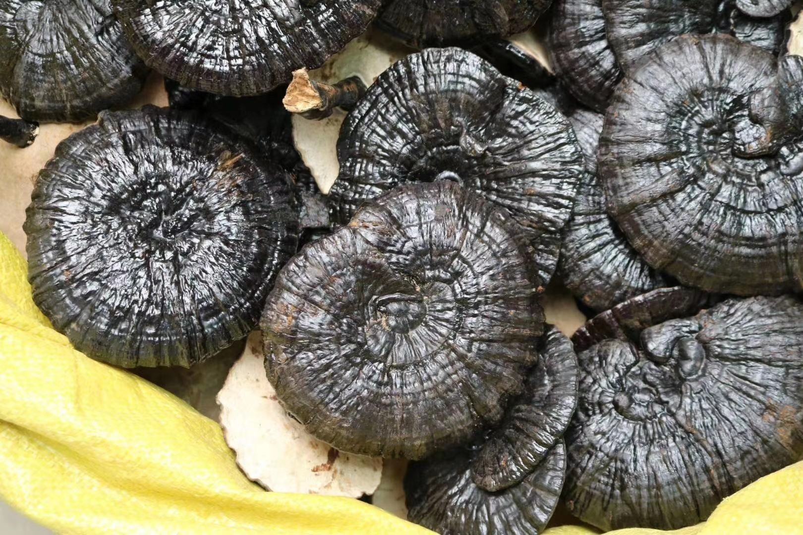 灵芝黑豆原料选购对比图