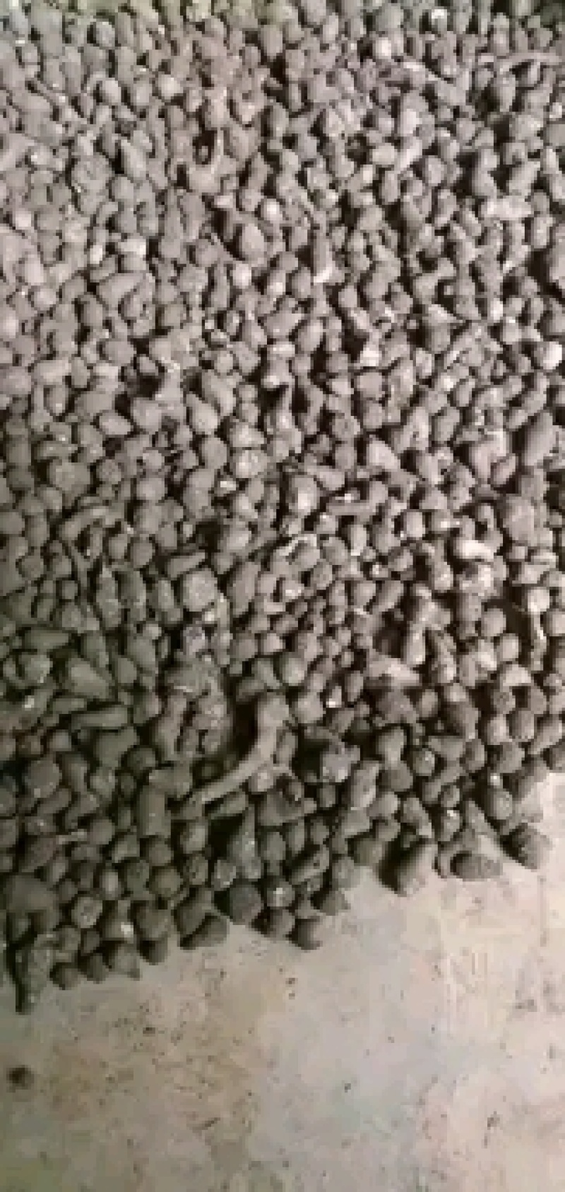 云南曲靖富源县魔芋种子 4