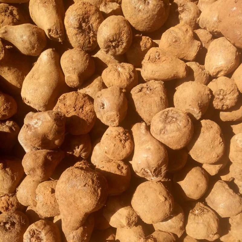 云南曲靖富源县魔芋种子 4