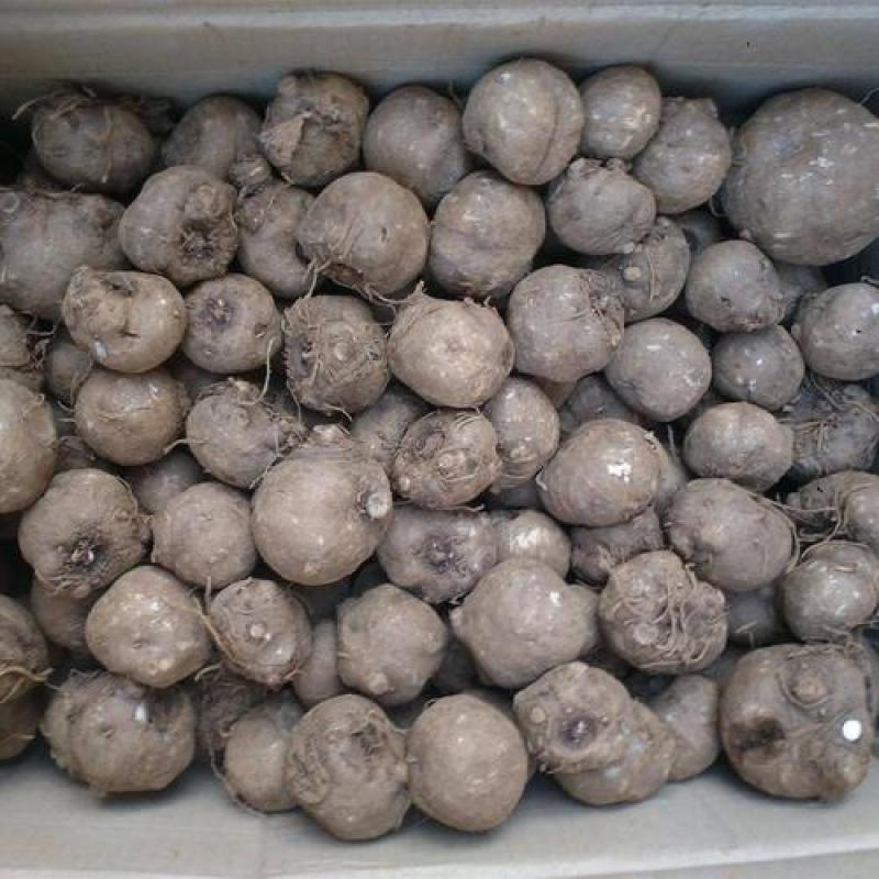 云南曲靖富源县魔芋种子 4