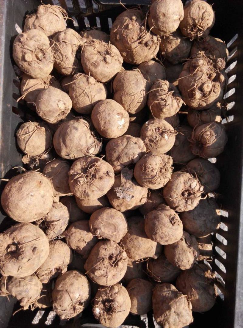 云南曲靖富源县魔芋种子 4