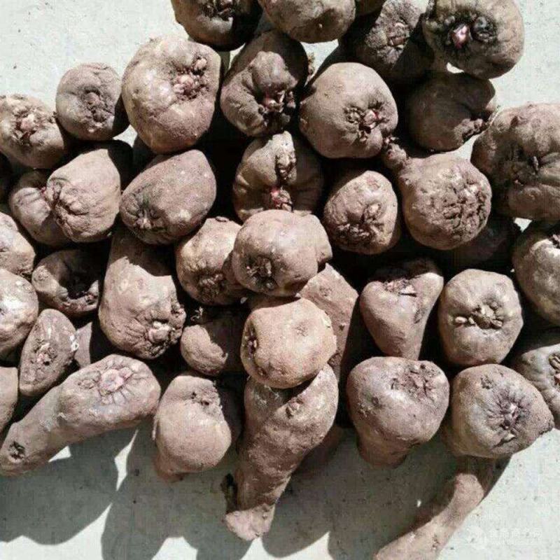 云南曲靖富源县魔芋种子 4