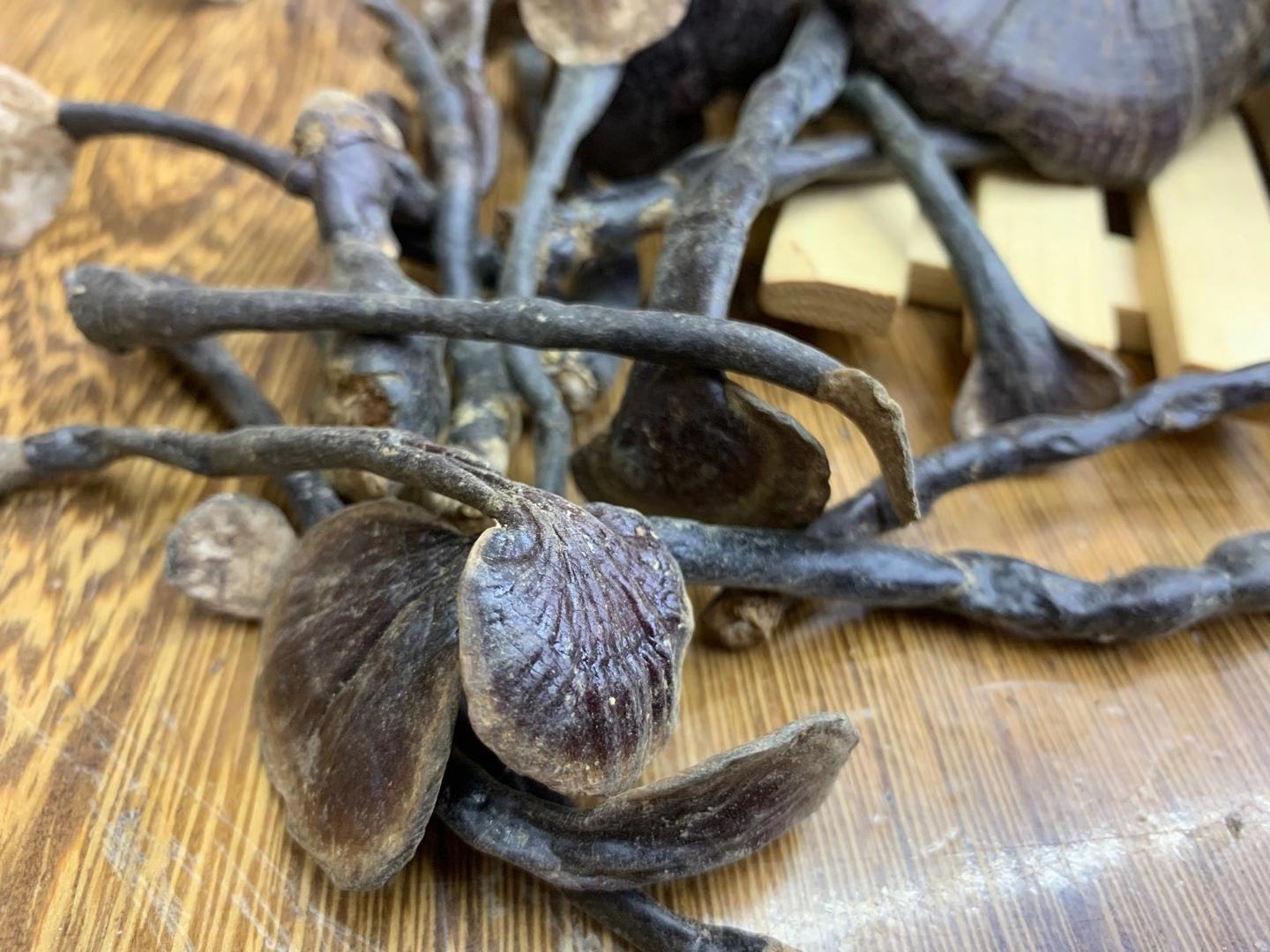 竹灵芝与赤灵芝外形对比图