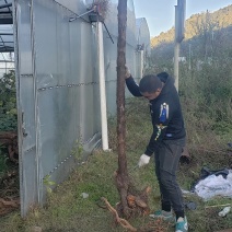 云南德宏野生精品山木香桩