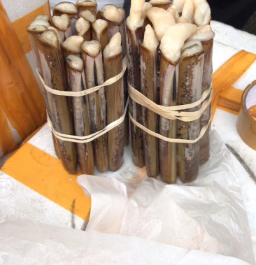 产地直销规格齐全苏格兰圣子王