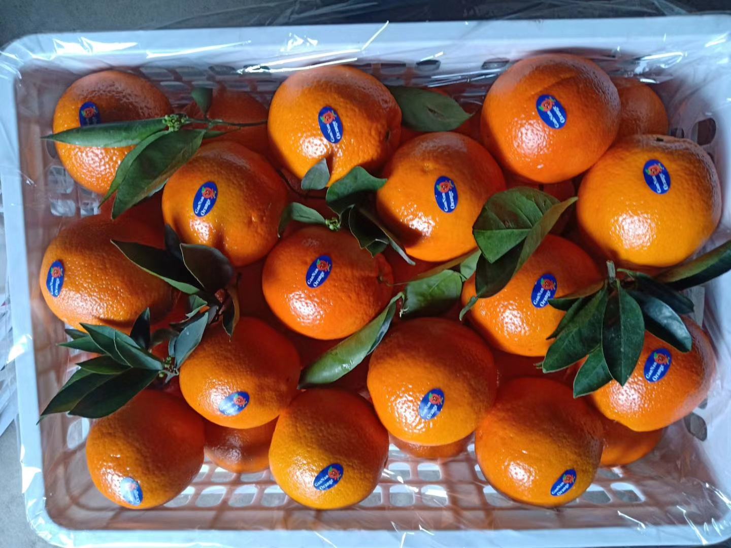 超市货架上的脐橙包装礼盒展示