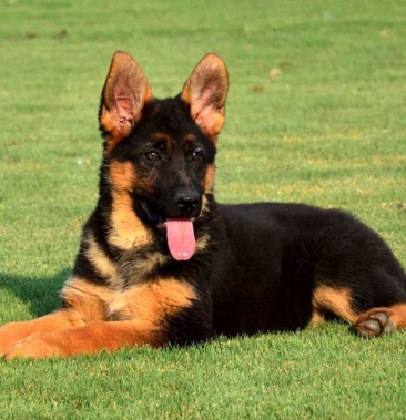 [黑背犬批发]德国牧羊犬活体幼犬大型纯种德牧警犬军犬