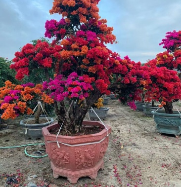 精品三角梅老桩盆景 别墅庭院必备绿化景观树 五雀梅