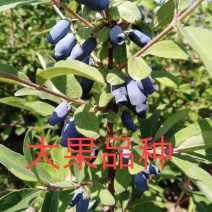 蓝靛果树苗大果品种蓝茜抗寒一年两年三年四年苗一颗起拍