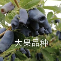 【有好货】蓝靛果苗山茄子忍冬果树苗大果蓝靛果抗寒大露地庭