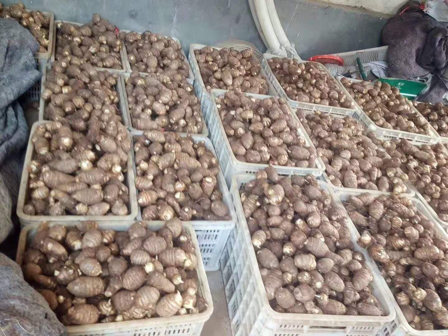 毛芋头薯蓣传统蒸制食用场景：整块带皮蒸熟，表皮微皱呈浅褐色，切开后热气升腾，露出雪白粉糯断面，旁置小碟盛放自制姜醋汁